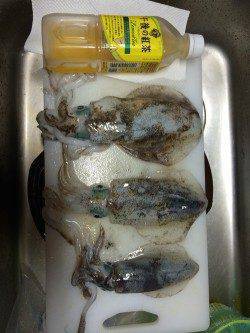 湯浅広港　ランガンエギングでアオリイカ狙い　これからはサイズも期待