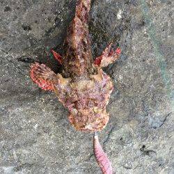 田村漁港　エギングでアオリイカ狙いはラッシュもあり　オニオコゼのゲストも