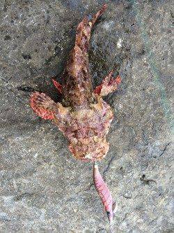 田村漁港　エギングでアオリイカ狙いはラッシュもあり　オニオコゼのゲストも