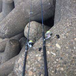 大阪南港　朝方はタチウオ・日が上がってサゴシの回遊あり