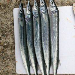 林崎漁港でサヨリ狙い　針はサヨリの3.5号を使用