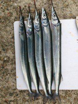 林崎漁港でサヨリ狙い　針はサヨリの3.5号を使用