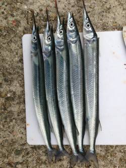 林崎漁港でサヨリ狙い　針はサヨリの3.5号…