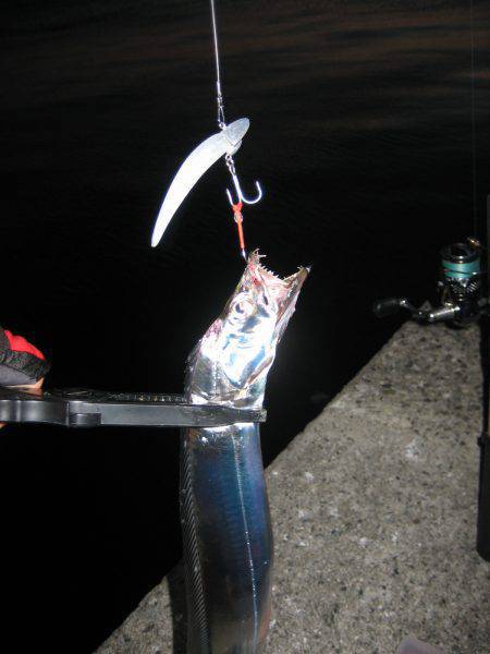 爆釣だと噂のムコイチ　時合にタチウオ一気に…