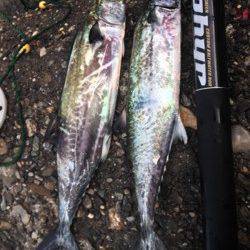 大阪南港　朝方はタチウオ・日が上がってサゴシの回遊あり