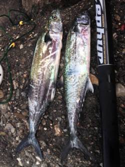 大阪南港　朝方はタチウオ・日が上がってサゴ…