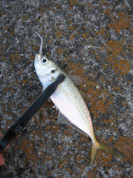 おのころ愛ランド周辺でアジング　大会で4位…