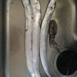 和歌浦漁港　朝5時からのタチウオ釣行　アオリイカの新子も