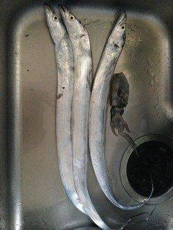 和歌浦漁港　朝5時からのタチウオ釣行　アオリイカの新子も