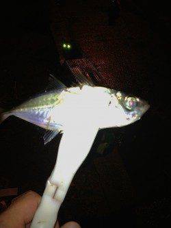 助松埠頭周辺アジング　常夜灯の下ダウンショットで中アジの釣果