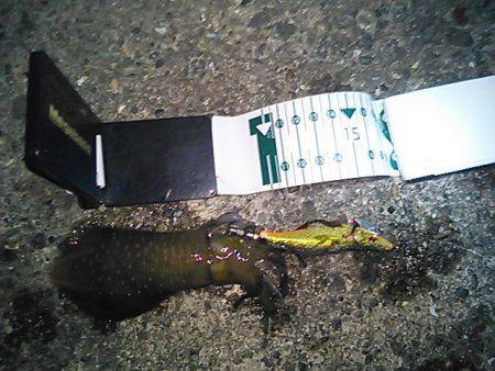 大阪ゴルフ場裏　エギングでアオリイカ狙いも…