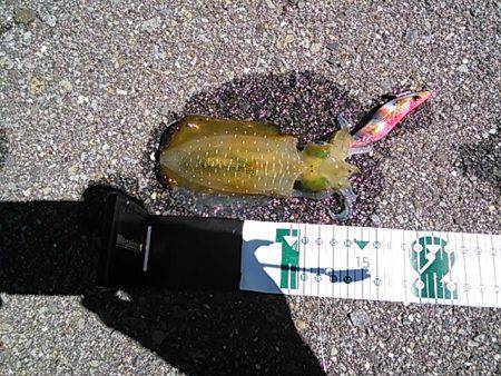 短時間で新子が3杯☆　小島でエギング