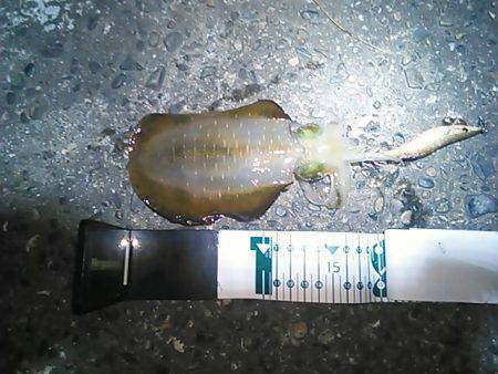 加太漁港　短時間のエギングでなんとかお持ち…