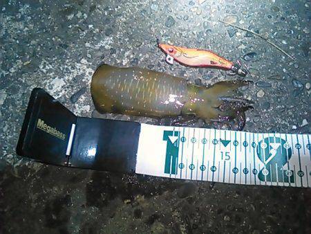 小島にてエギングで新子のアオリイカ