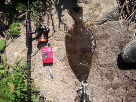 津居山セイゴ狙いでヒラメ43cm、自己最高…