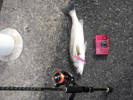 津居山港　ライトタックルでのシーバス狙い