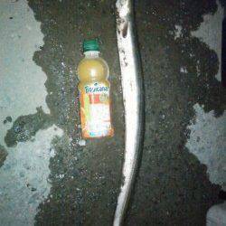 雑賀崎　太刀魚狙いで浮き釣り&探り釣り…上がったのはアナゴ73cmでした