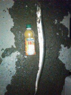 雑賀崎　太刀魚狙いで浮き釣り&探り釣り…上がったのはアナゴ73cmでした