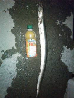 雑賀崎　太刀魚狙いで浮き釣り&探り…