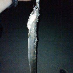 雑賀崎　太刀魚狙いで浮き釣り&探り釣り…上がったのはアナゴ73cmでした