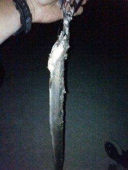 雑賀崎　太刀魚狙いで浮き釣り&探り釣り…上がったのはアナゴ73cmでした