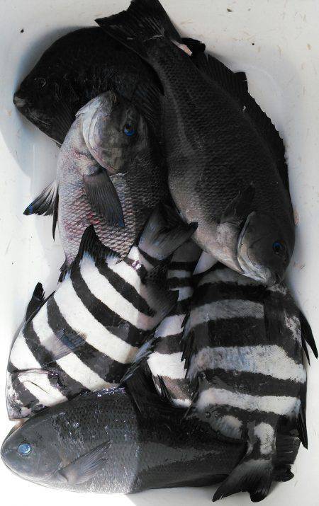 香住でフカセ　青物はいませんがイシガキ・イ…