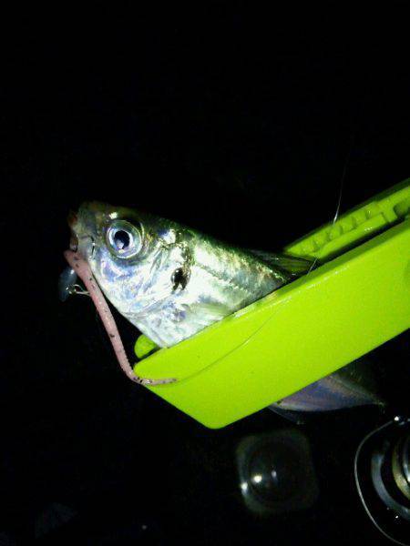 大阪南港アジングでアジ・サバ　アタリはある…