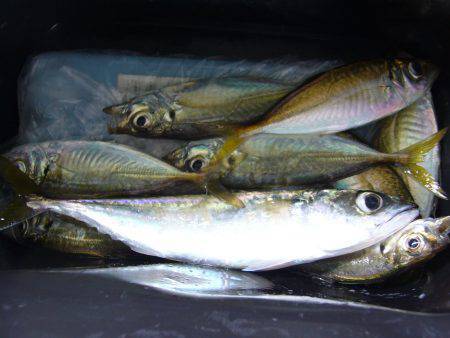 りんくう　ジグサビキでアジ・カマス　朝7時…