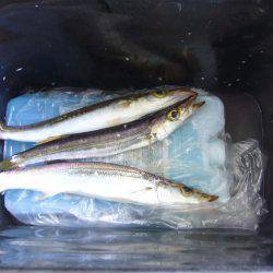 りんくう周辺　ジグサビキでカマスの釣果