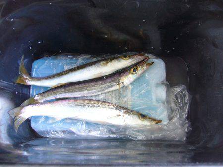 りんくう周辺　ジグサビキでカマスの釣果