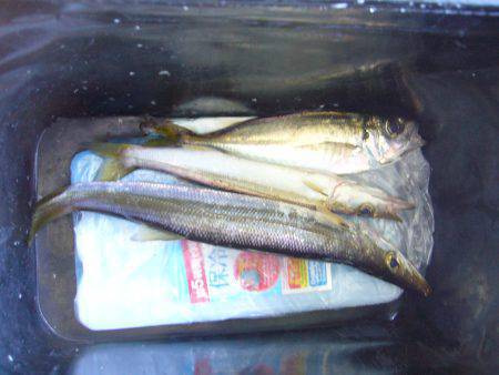 りんくう　ジグサビキでアジ＆カマス　カマス…