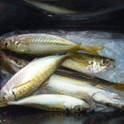 りんくうでジグサビキ　釣れる時間は限られて…