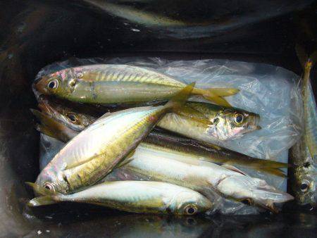 りんくうでジグサビキ　釣れる時間は限られて…