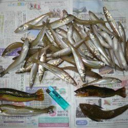津井　投げ釣りのキス狙いで数釣り　昼過ぎま…