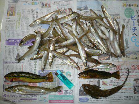 津井　投げ釣りのキス狙いで数釣り　昼過ぎま…