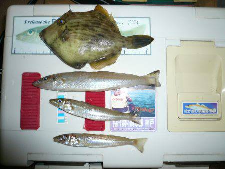 佐野　投げ釣りのキス釣りレポート