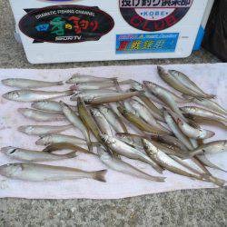 志筑　投げ釣りのキス狙いは好釣果