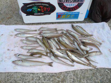 志筑　投げ釣りのキス狙いは好釣果