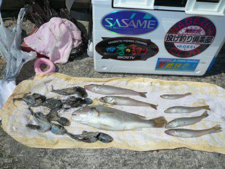 本荘人工島へ早朝キス狙い釣行　キスのほかタ…