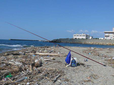 新浜漁港　１０時満潮の込み潮を狙って投げ釣…