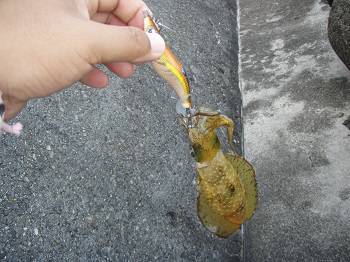 佐野漁港にてエギング　4時間ほどでアオリイ…