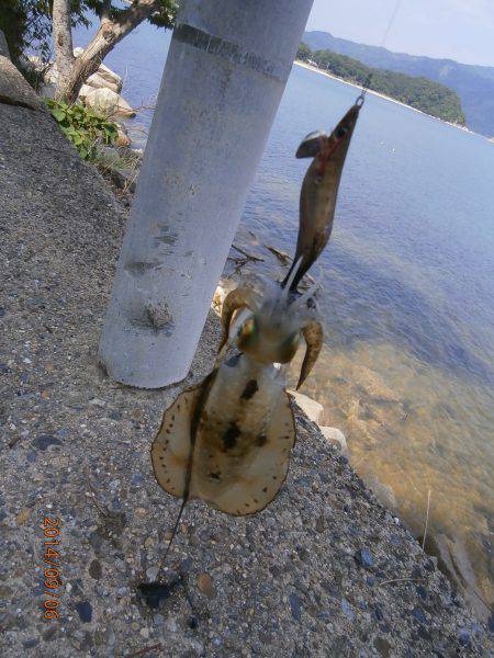 宮津　濁り入っている中でのエギング釣行☆