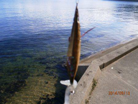 矢原・田井　エギンガー多数の中でのアオリイ…