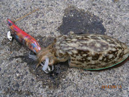 ポイントをまわりながらエギング　サーチでア…