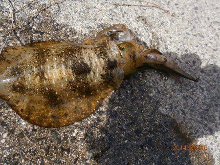 宮津　エギングでランガンしてアオリイカ