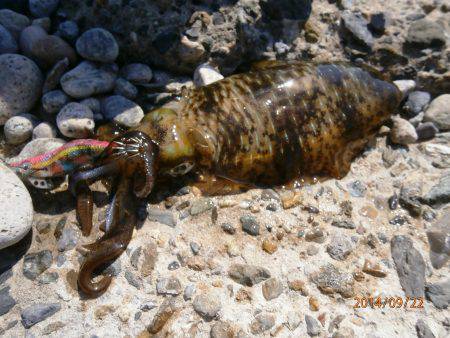 江尻周辺　サイトでアオリイカ本日最大18ｃ…