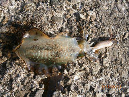 余部周辺　お出かけの合間の20分エギングで…