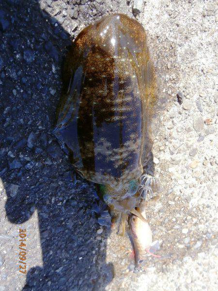 まめに移動しながらのエギング　6杯GET☆…