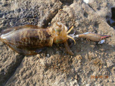 竹野の地磯でエギング　1投目磯際でアオリイ…