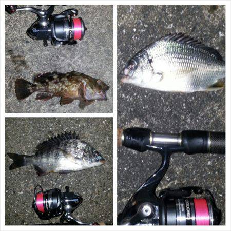 舞洲アジングでアタリなくチニングに変更しキ…